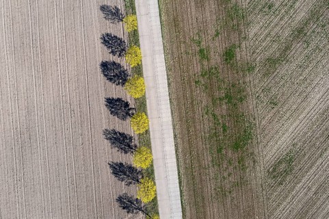 Sieben Laubbaeume werfen Schatten auf einen Acker