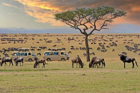 Wildebeest