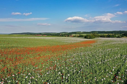Field with Waldviertel grey poppy