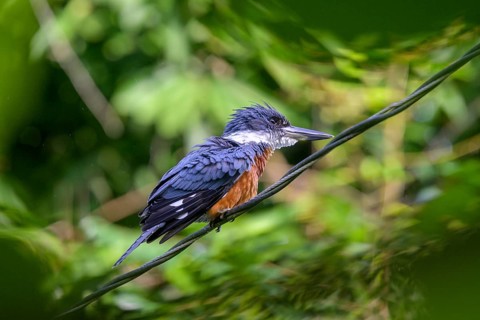 Ringed kingfisher
