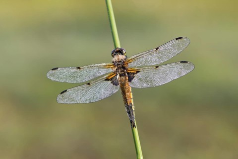 Four-spotted damselfly
