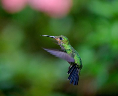 Green-crowned brilliant