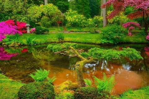 Little Japanese garden after rain