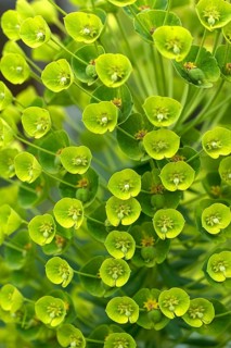 Mediterranean euphorbia characias