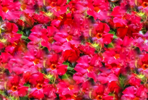 Flowers creative