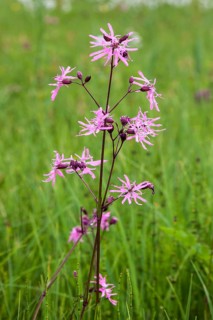 Cuckoo's campion