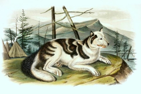 Indian hare dog is an extinct domesticated dog