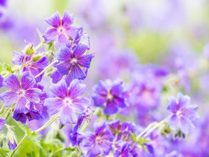 Large cranesbill