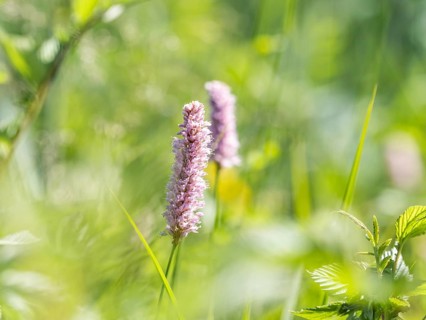 Meadow bistort