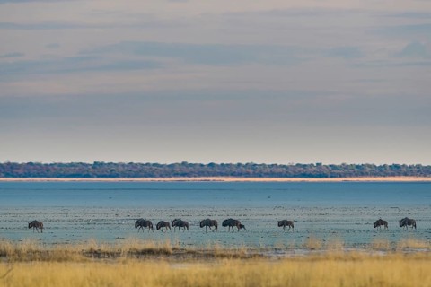 Blue wildebeest