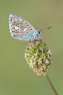 Amanda's Blue