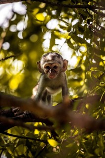 Vervet monkey
