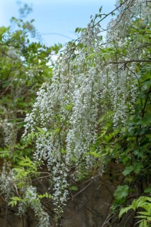 White chinese wisteria