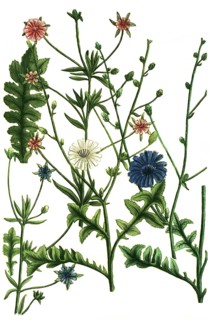 Common chicory