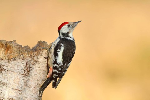 Middle spotted woodpecker