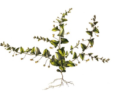 (Antirrhinum) elatine, Art der Gattung Loewenmaeuler, digital restaurierte Reproduktion einer