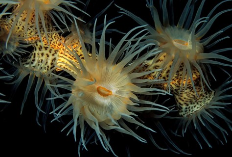 Gelbe Krustenanemonen