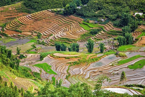 Rice field terraces
