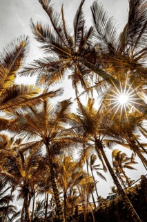 A view between palm trees into the sky and a sun star at the Indian Ocean