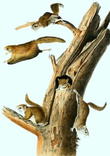Japanese giant flying squirrel
