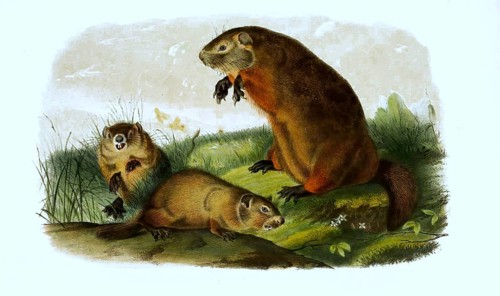 Woodchuck