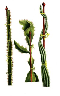 Scandens minor