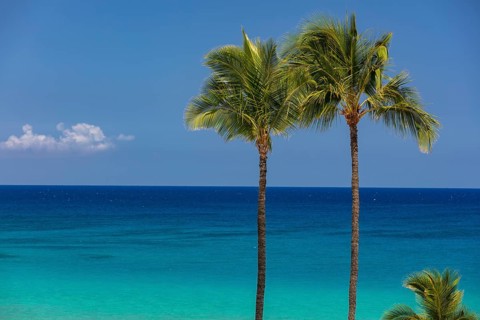 Palm trees in front of turquoise sea