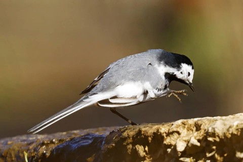 Pied Wagtail