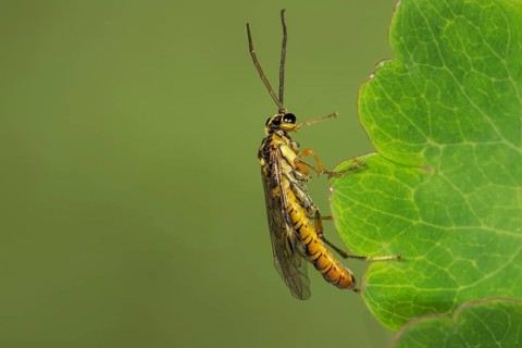 Stalk wasp