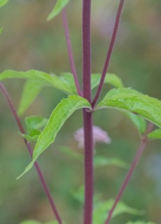 Hemp agrimony