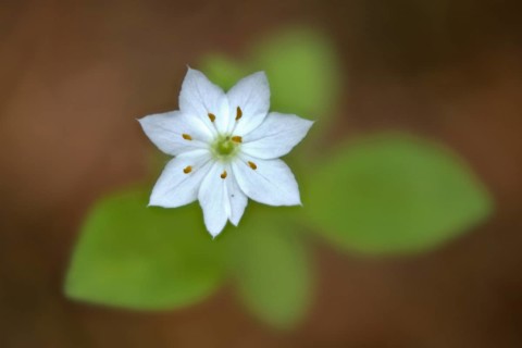 European seven-pointed star