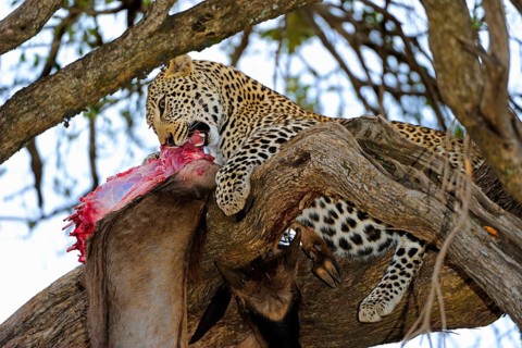 Leopard