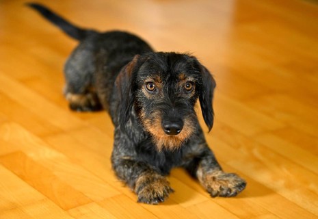 Rough-haired dachshund