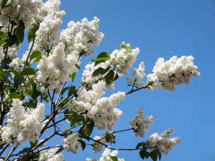 White common lilac