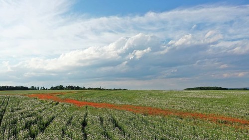 Field with Waldviertel grey poppy
