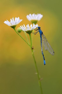 Horseshoe damselfly
