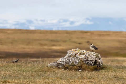Arctic skua