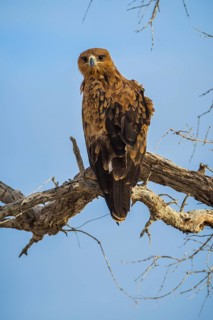 A tawny eagle