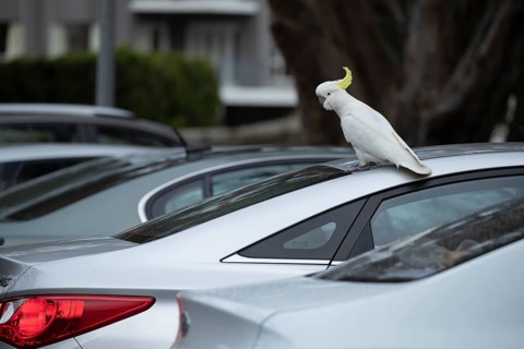 Sulphur-crested cockatoo