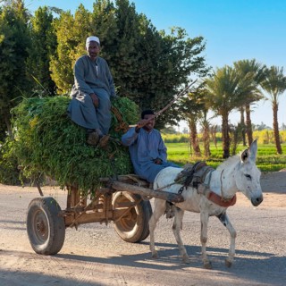 Egyptian farmers with donkey cart and harvested grasses