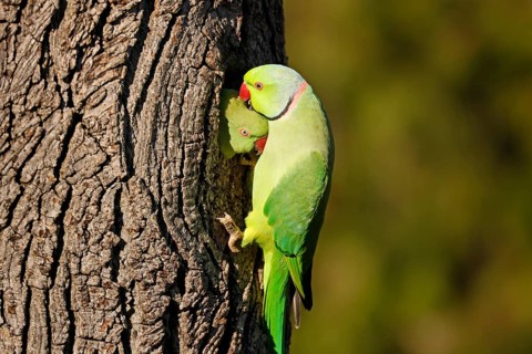 Two collared parakeets