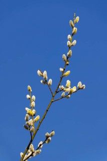 Goat willow