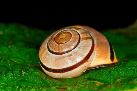 Das Gehaeuse einer Hain-Baenderschnecke