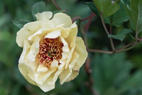 Tree peony