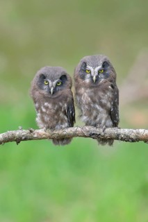 Tengmalm's Owl