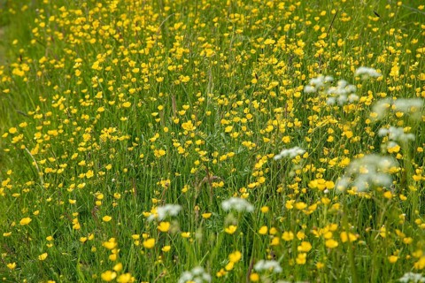 Buttercups