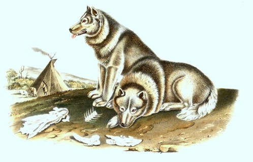 Greenland dog