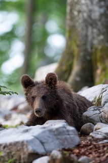 European Brown bear
