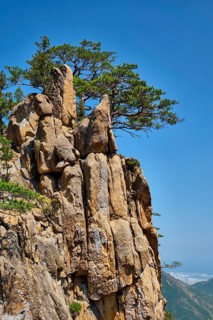 Pine tree and rock cliff at Towangpok Observatory viewpoint