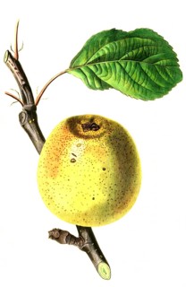 Apfel